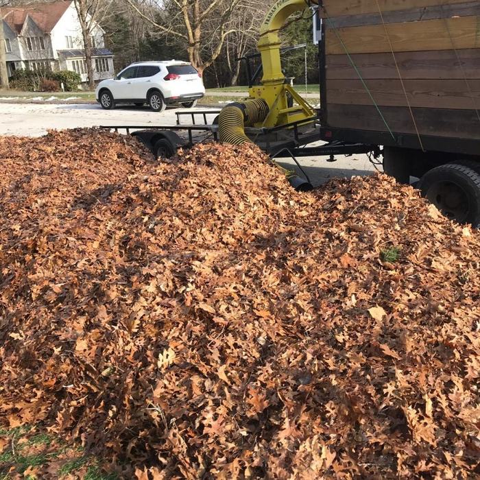 Leaf removal, vacuumed and hauled off